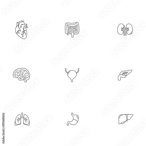 Human internal organs line icons set with heart brain lungs liver and stomach anatomy symbols