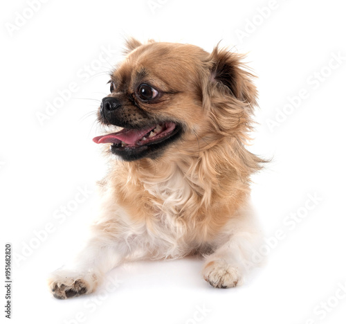 Foto Tibetan spaniel in studio