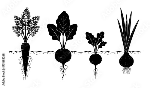 Root Vegetable Growth Silhouette Collection Showing Carrot, Beetroot, Radish and Onion with Soil Line and Detailed Leaves in Minimal Black Vector Style