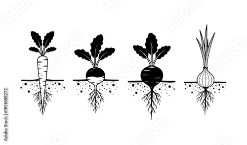 Root Vegetables Growth Illustration Set Showing Carrot, Beetroot, Radish and Onion with Underground Roots Structure in Minimal Black and White Vector Style
