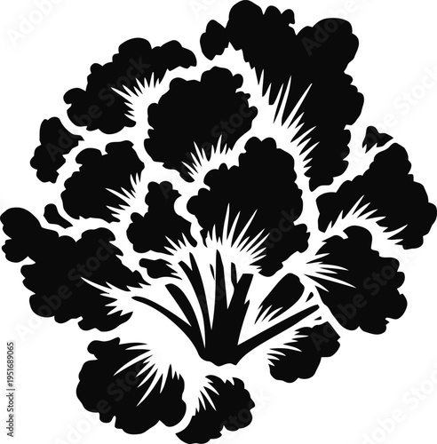 Silhouette of a cauliflower on a white background