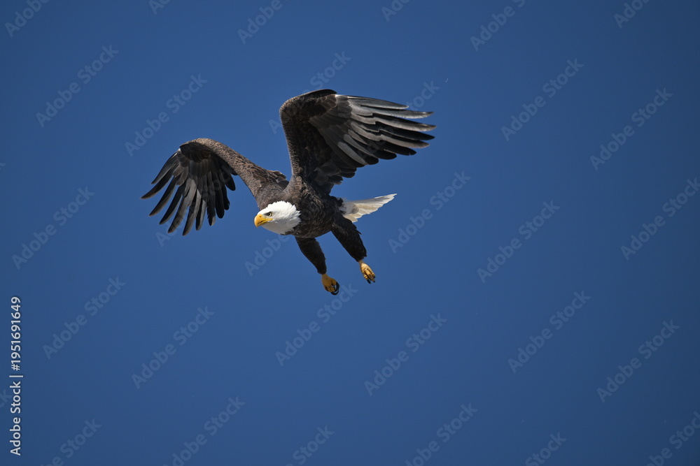 Obraz premium bald eagle in flight, wildlife, Canada, nature, wild animal, freedom, 