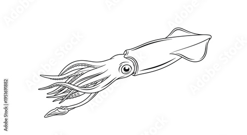 Detailed black and white line drawing of a squid swimming with its tentacles extended isolated on a clean white background for coloring.