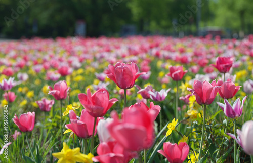 Vibrant Spring Tulip and Daffodil Field in Full Bloom Under Sunny Sky