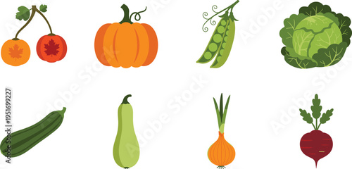 Vegetable Fruit Vector Illustration Showing Pumpkin Persimmon Cabbage and Root Crops