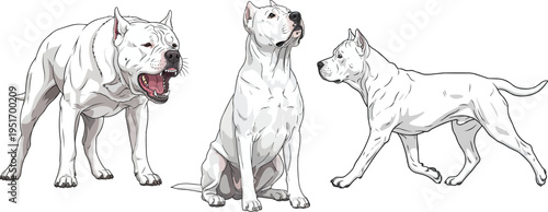 Gull Dong dog sitting attentive standing barking alert walking pose set