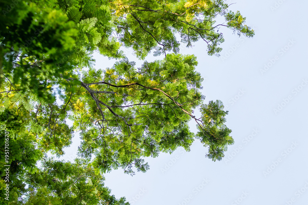 Fototapeta premium Lush green canopy above forest location nature bright daylight upward view serenity scene