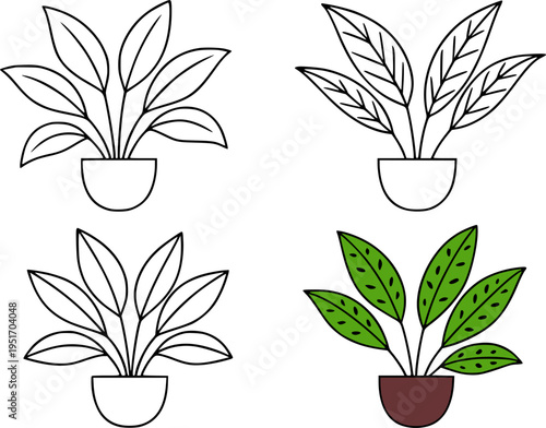 Aglaonema illustration icon set, in outline and colored, for plant or botanical design