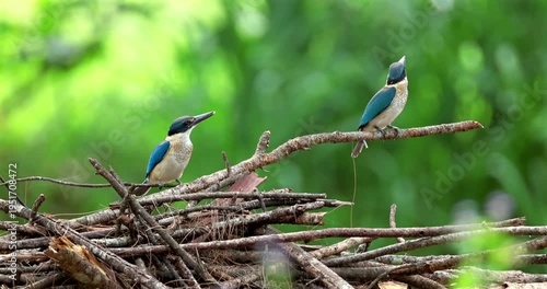Pair of collared kingfishers, also known as white-collared kingfishers or mangrove kingfishers, resting on a pile of twigs against a blurred green foliage background.