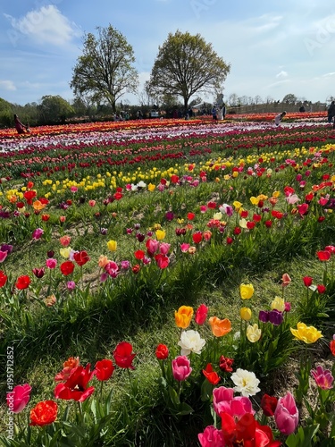Wallpaper Mural Vibrant tulip field in full bloom under a bright spring sky, showcasing a breathtaking display of colorful flowers stretching to the horizon Torontodigital.ca