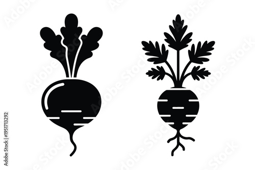 Radish and beetroot vector illustration