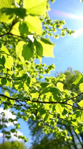 Bright green leaves on branches against a clear blue sky