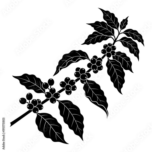 Silhouette of a Leafy Coffee Cherry Branch for Agricultural Harvesting, Symbolizing Natural Ingredients and Global Bean Origins.