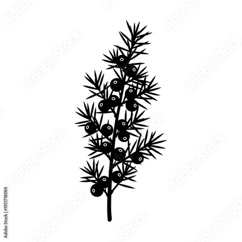 Black Silhouette of a Juniper Berry Branch for Botanical Illustration and Craft Gin Ingredients