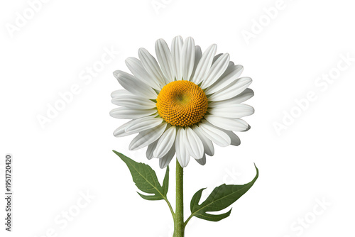 Daisy flower head with white petals and yellow center, green stem and leaves on transparent background