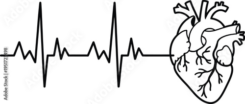 Human heart with ECG illustration, black and white line art vector depicting cardiology heart health and World Heart Day education on transparent background.