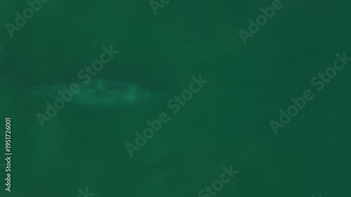 grey whale magdalena bay baja california sur mexico aerial 