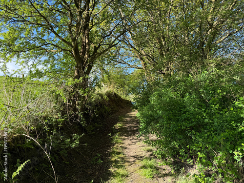 Fotografija A narrow dirt path winds through dense greenery and sun dappled trees, creating a peaceful natural setting