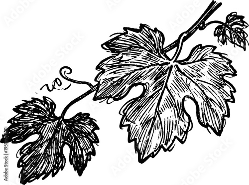 Vintage grapevine leaves illustration with detailed vine branch and curling tendrils