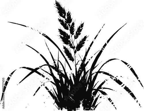 Black silhouette of wild grass with seed heads isolated on white background