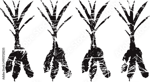 Ginseng root silhouettes with leaves herbal medicine plant isolated set on white background