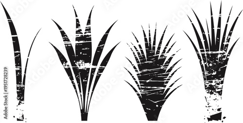 grunge silhouette of four tropical plants with spiky leaves in black and white