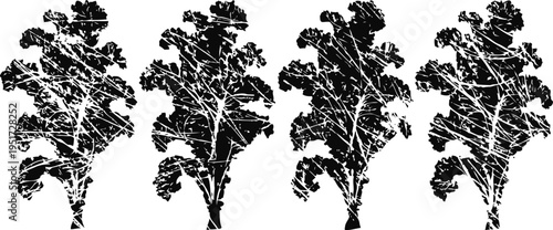 Black and white grunge kale leaf silhouettes set of distressed rustic lettuce plant prints organic vegetable illustration