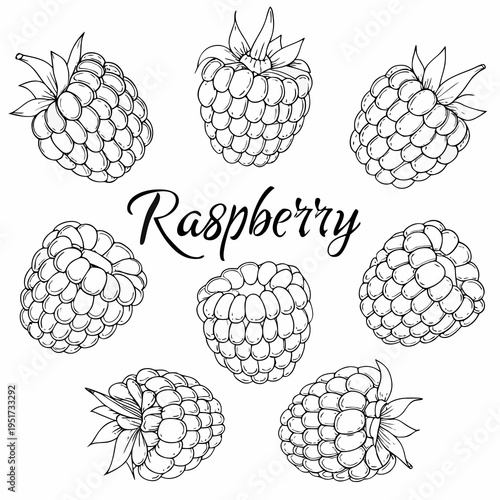 Detailed black and white sketch of several fresh raspberries with leaves