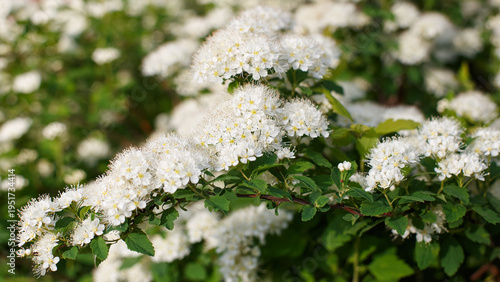Spiraea. A genus of ornamental deciduous shrubs of the Rosaceae family. Meadowsweet. Nature.