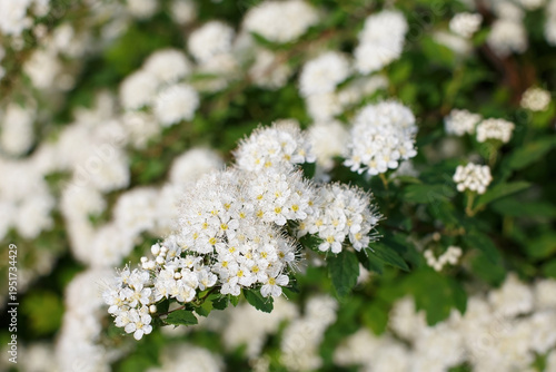 Spiraea is a genus of ornamental deciduous shrubs of the Rose family. Meadowsweet. Beauty in nature.