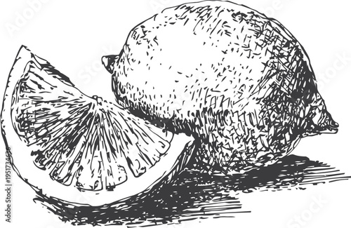 Lemon fruit and slice detailed vintage hand drawn sketch illustration for healthy citrus food