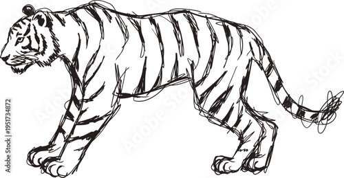 hand drawn tiger illustration in side profile with detailed stripes and natural posture