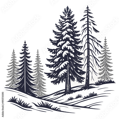 Forest with pine trees on a hill nature