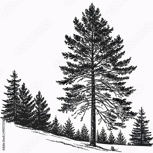 Large pine tree on a snowy hill with smaller trees