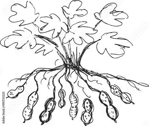 peanut plant with mature pods growing underground and leafy stems above soil in botanical sketch
