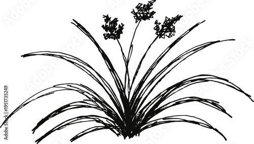 Black and white illustration of wild grass plant with long slender leaves and flowering seed heads