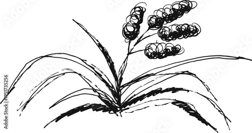 Hand drawn millet plant illustration with grain clusters and long slender leaves in black ink