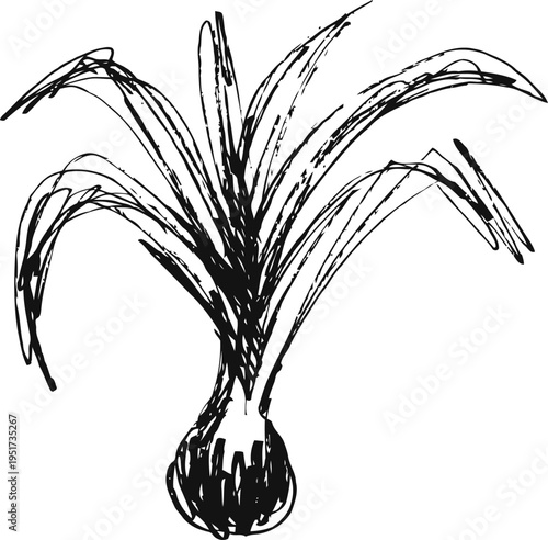 hand drawn fresh onion bulb with green long leaves isolated on white background