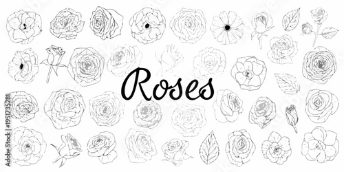 A collection of hand drawn rose illustrations with elegant calligraphy text