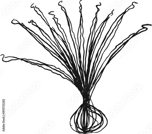 hand drawn seaweed sketch detailed aquatic plant illustration with flowing long fronds