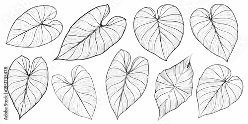 Elegant black and white illustration of various tropical monstera leaf shapes