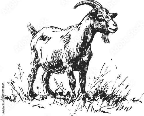 Black and white ink sketch of a standing goat in grass, farm animal illustration