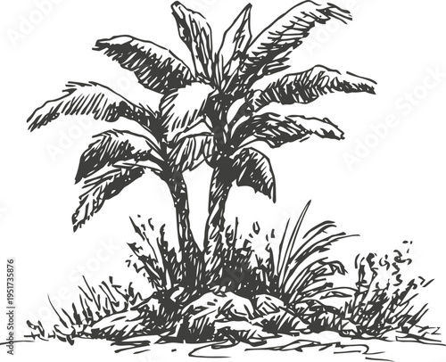 Tropical banana plants with broad leaves surrounded by grass and small stones
