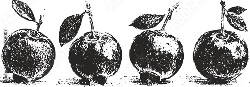 four vintage hand drawn apples with leaves in black and white illustration