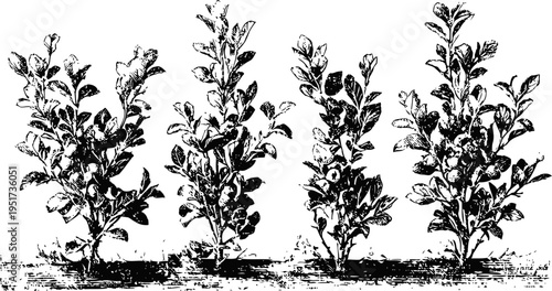 Four blueberry bushes in a row, detailed vintage botanical illustration of fruit plants with leaves and branches