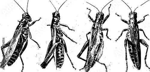 Black and white detailed illustrations of four grasshoppers in various poses