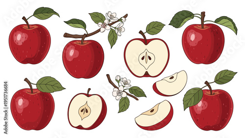 botanical collection of red apple illustrations including whole fruits halves slices and branches with blossoms for food and nature themes.