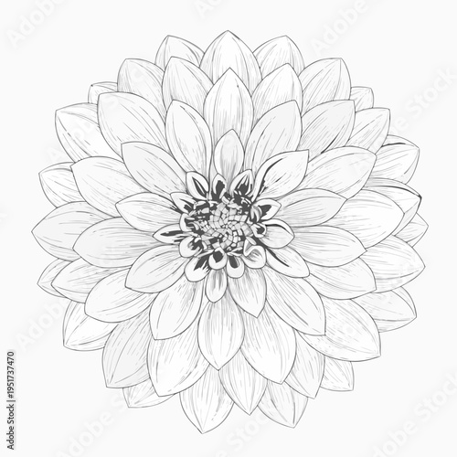 Detailed monochrome drawing of a dahlia flower in full bloom