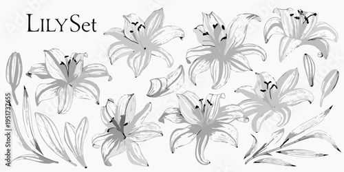 Elegant lily flower arrangement in grayscale artistic botanical illustration