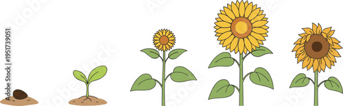 Growth cycle of a sunflower vector illustration featuring stages from seed to sprout and full bloom for educational gardening projects.